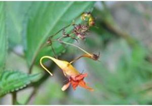 瀾滄鳳仙花 瀾滄鳳仙花