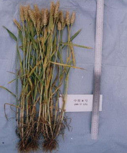 中育8號 中育8號