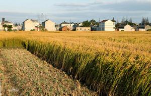 土地租給公司規模經營