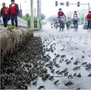 （圖）蟾蜍遷徙