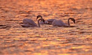 天津北大港濕地