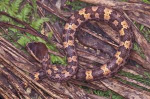 越南烙鐵頭蛇 越南烙鐵頭蛇