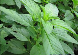 薄荷葉 薄荷葉