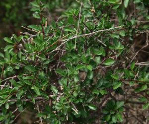 蒙古扁桃[植物]