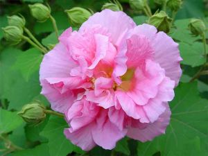 雲南芙蓉 雲南芙蓉