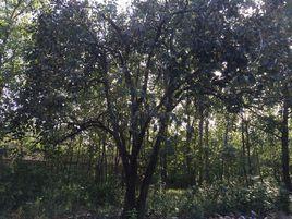 懷遠縣油坊村 懷遠縣油坊村