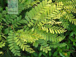 斜葉黃檀 斜葉黃檀