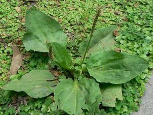 驢耳朵草[驢耳朵草]