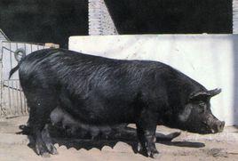 北京黑豬 北京黑豬