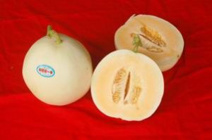 齊甜一號 齊甜一號