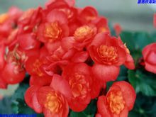 花開綻放的麗格海棠