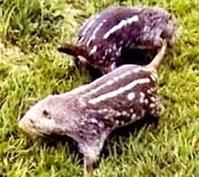 花背豚鼠 花背豚鼠