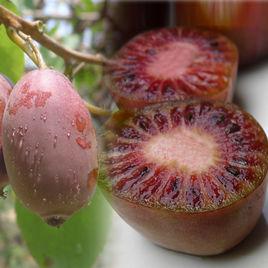 全紅型獼猴桃 全紅型獼猴桃