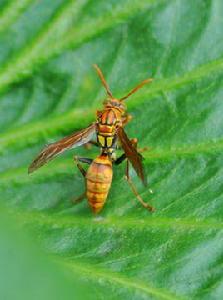 普通長腳馬蜂 普通長腳馬蜂