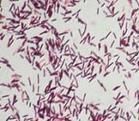 萎蔫病原微生物
