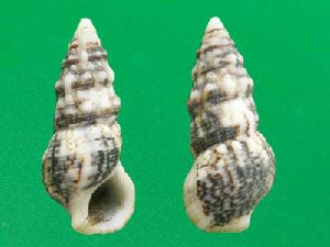 石頭蟹守螺 石頭蟹守螺