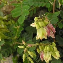 光萼黃耆 光萼黃耆