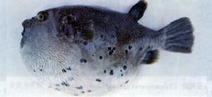 斑鰓叉鼻魨 斑鰓叉鼻魨