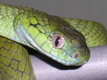 綠林蛇