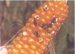 污斑小花口殼 污斑小花口殼