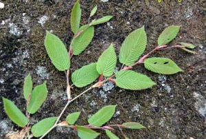 松潘鵝耳櫪 松潘鵝耳櫪