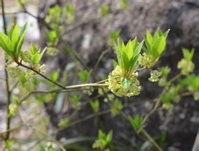 大葉釣樟 大葉釣樟