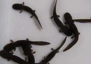 雲台山[湖南省安化縣雲台山]