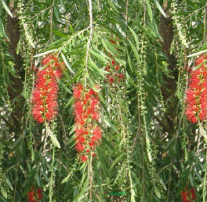 垂枝紅千層 垂枝紅千層