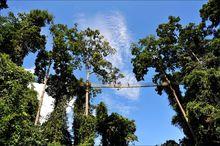 西雙版納望天樹