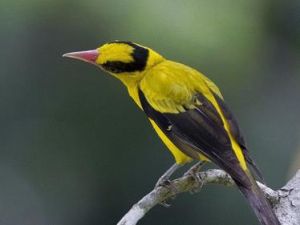 黑枕黃鸝安達曼亞種 黑枕黃鸝安達曼亞種