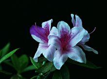 紫鵑[植物名稱]