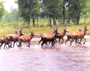 瀕危動物 -- 麋鹿