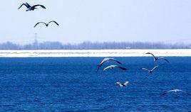 高青大蘆湖風景名勝區 高青大蘆湖風景名勝區