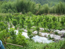 沉香樹清晰圖片