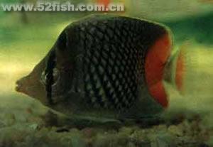 紅尾蝶魚 紅尾蝶魚
