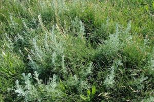 帚狀絹蒿 帚狀絹蒿