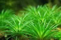 白藥穀物草 白藥穀物草