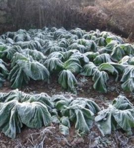 作物氣象 作物氣象