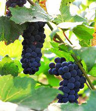 山葡萄[山葡萄]