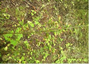 藏南蟹甲草 藏南蟹甲草