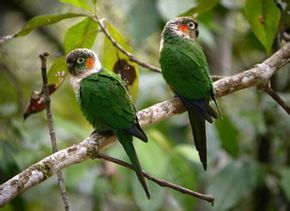 白頸錐尾鸚鵡 白頸錐尾鸚鵡