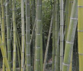 烏哺雞竹 烏哺雞竹