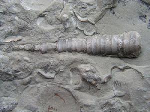 生物化石 生物化石