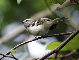 白斑姬霸鶲 白斑姬霸鶲
