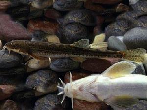 岷縣高原鰍 岷縣高原鰍