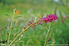 紫花醉魚草 紫花醉魚草