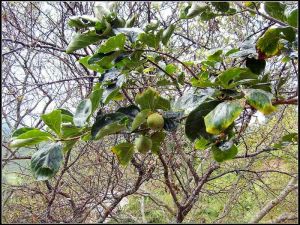 邑郎東升村 邑郎東升村