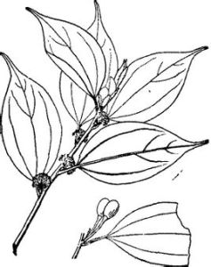 三股筋香（原變種）