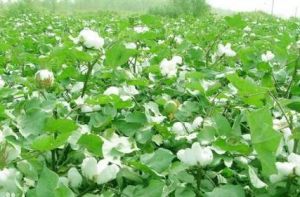 中植棉2號 中植棉2號