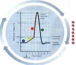動作電位 動作電位